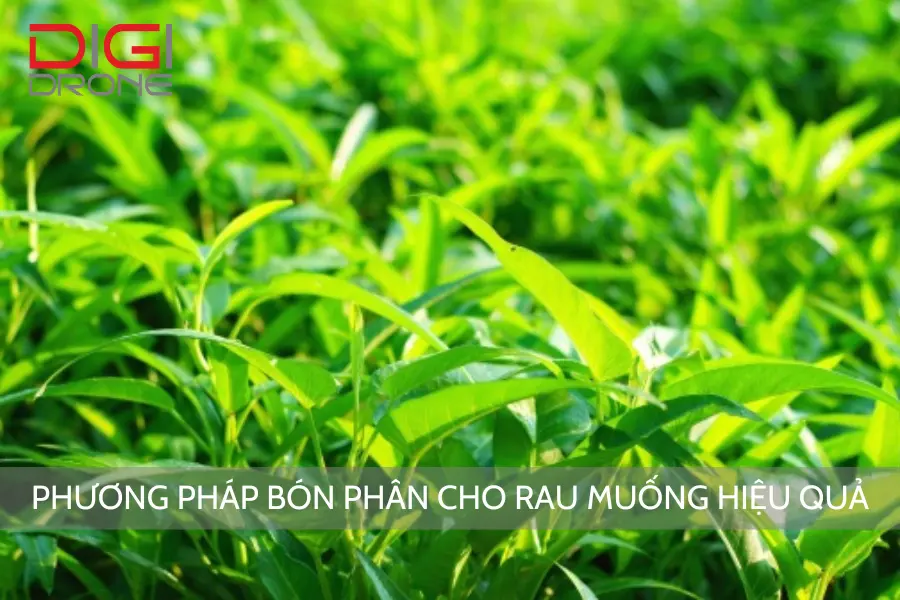 Phương Pháp Bón Phân Cho Rau Muống Hiệu Quả