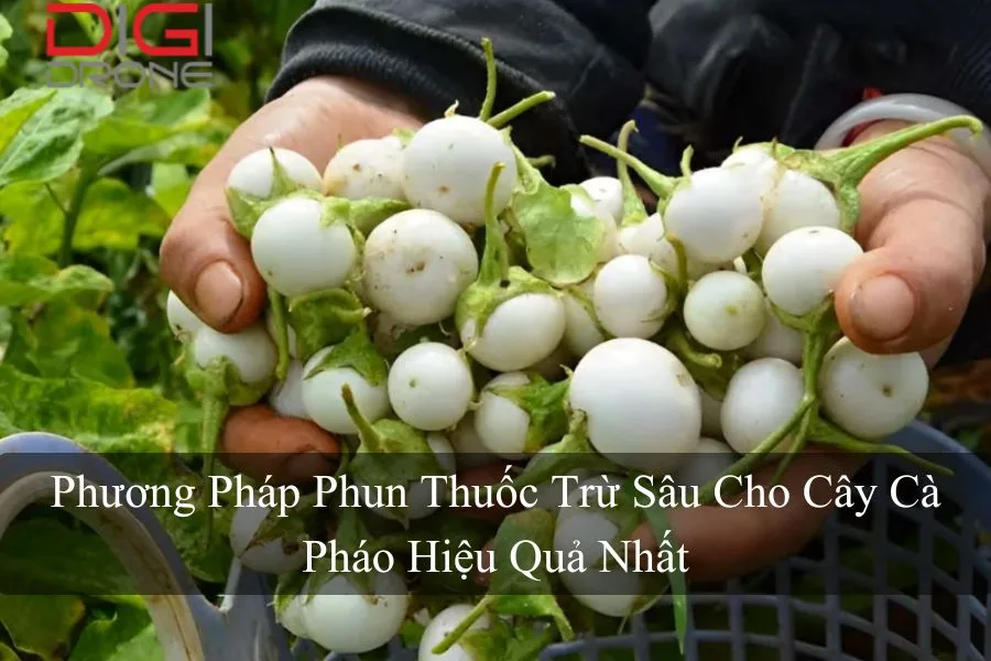 Phương Pháp Phun Thuốc Trừ Sâu Cho Cây Cà Pháo Hiệu Quả Nhất