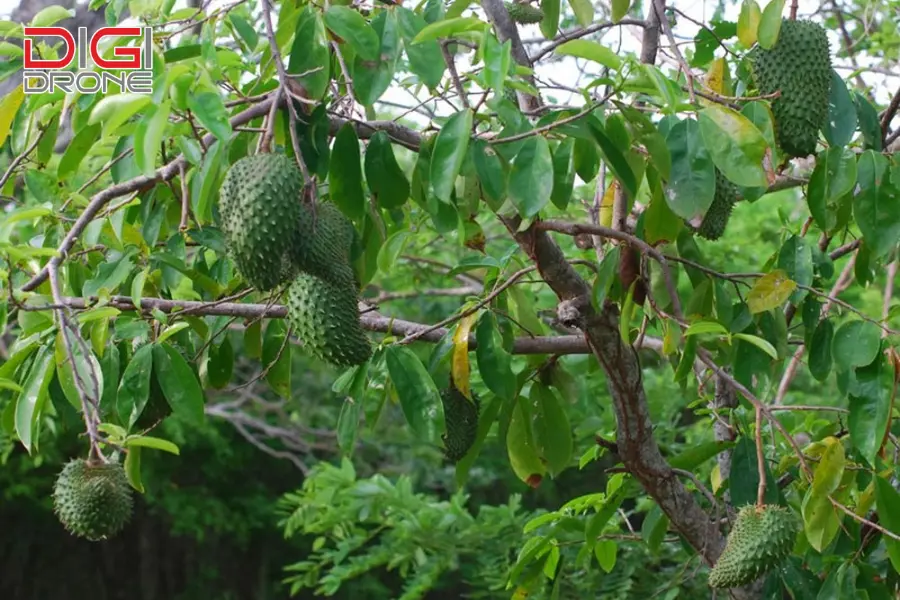 phun thuốc cho cây mãng cầu