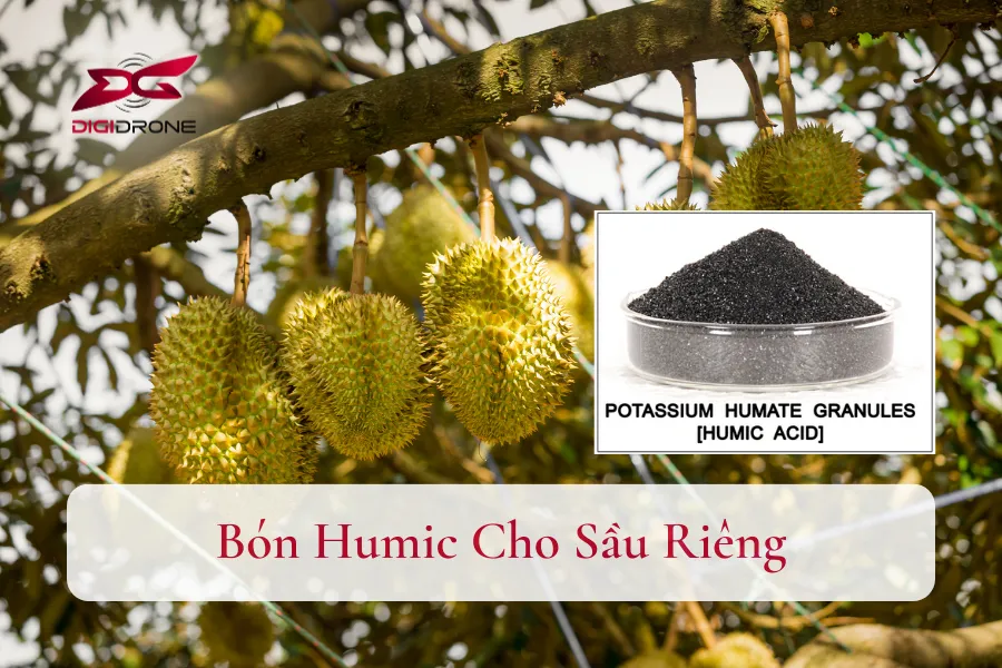 [Hướng Dẫn] Bón Humic Cho Sầu Riêng Đạt Năng Suất Cao