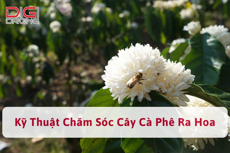 Kỹ Thuật Chăm Sóc Cây Cà Phê Ra Hoa Đều, Đậu Nhiều Trái