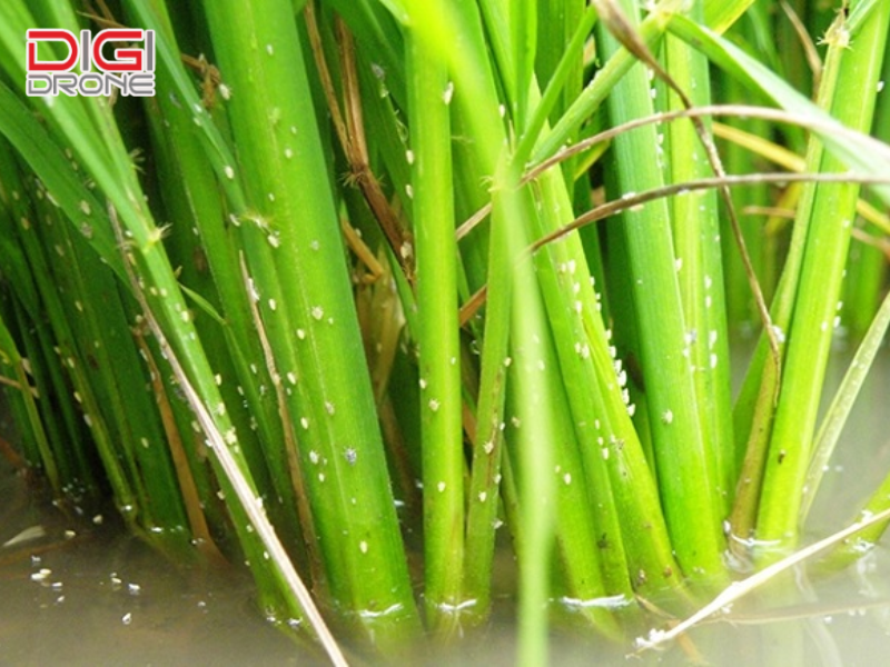 Các biện pháp phòng trừ bệnh lùn sọc đen hiệu quả