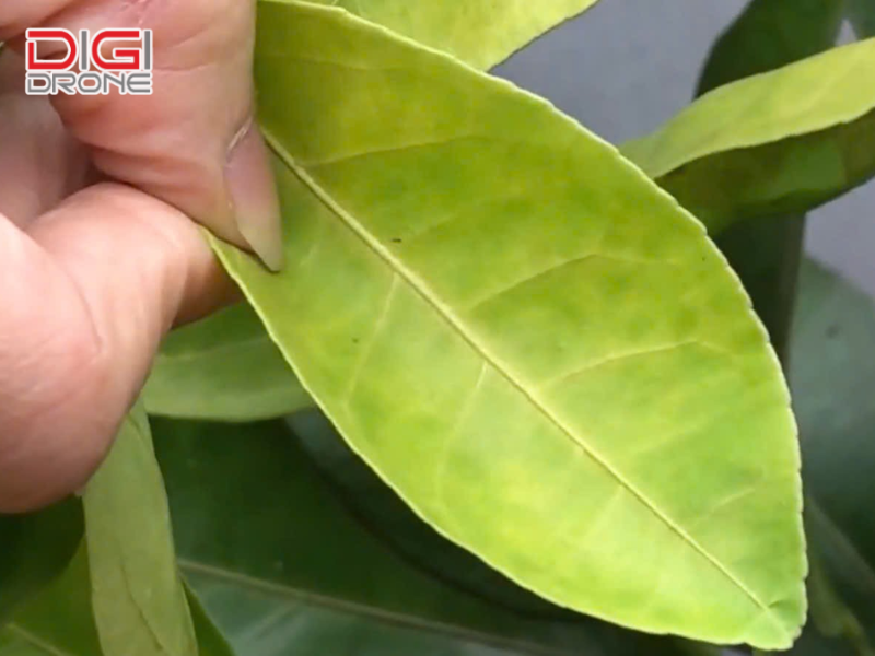 Chuẩn bị trước khi xử lý cây bị bệnh