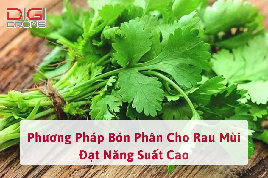 Phương Pháp Bón Phân Cho Rau Mùi Đạt Năng Suất Cao