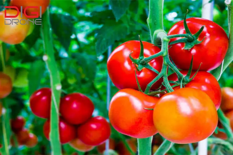 phun thuốc cho cây cà chua phun thuốc cho cây cà chua