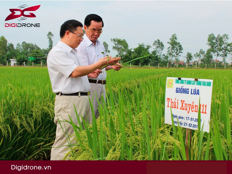 Giống lúa Thái Xuyên 111 có ưu điểm gì?