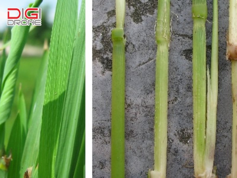 Nguyên nhân và tác hại của bệnh lùn sọc đen