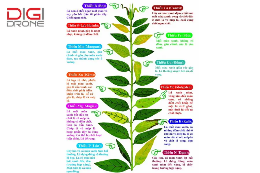 phân vi lượng phân vi lượng