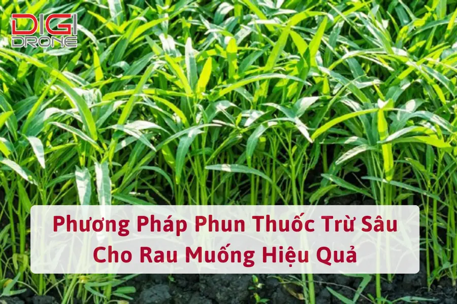 Phương Pháp Phun Thuốc Trừ Sâu Cho Rau Muống Hiệu Quả