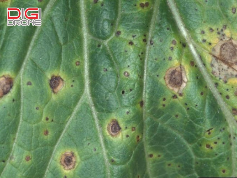 Nhận biết triệu chứng điển hình bệnh đốm vòng