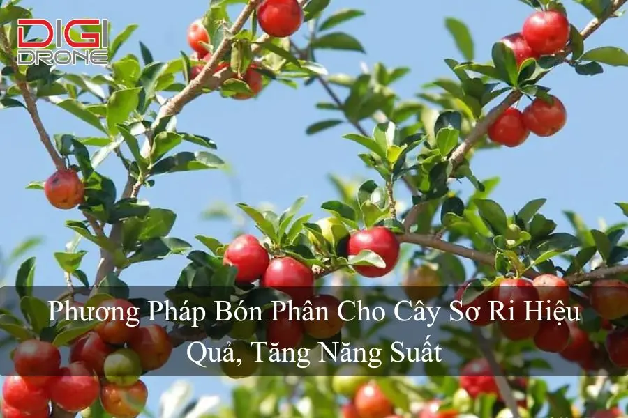 Phương Pháp Bón Phân Cho Cây Sơ Ri Hiệu Quả, Tăng Năng Suất