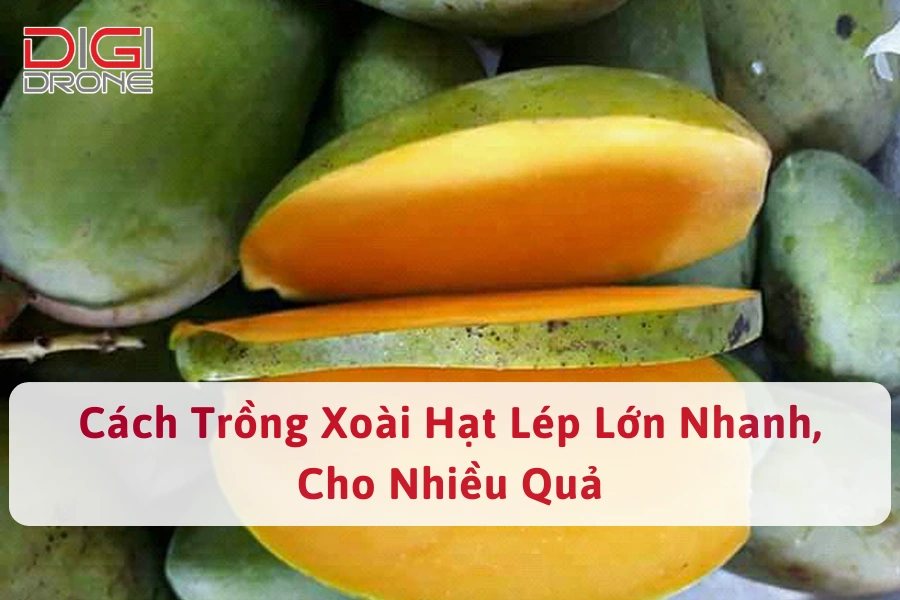 Cách Trồng Xoài Hạt Lép Lớn Nhanh, Cho Nhiều Quả