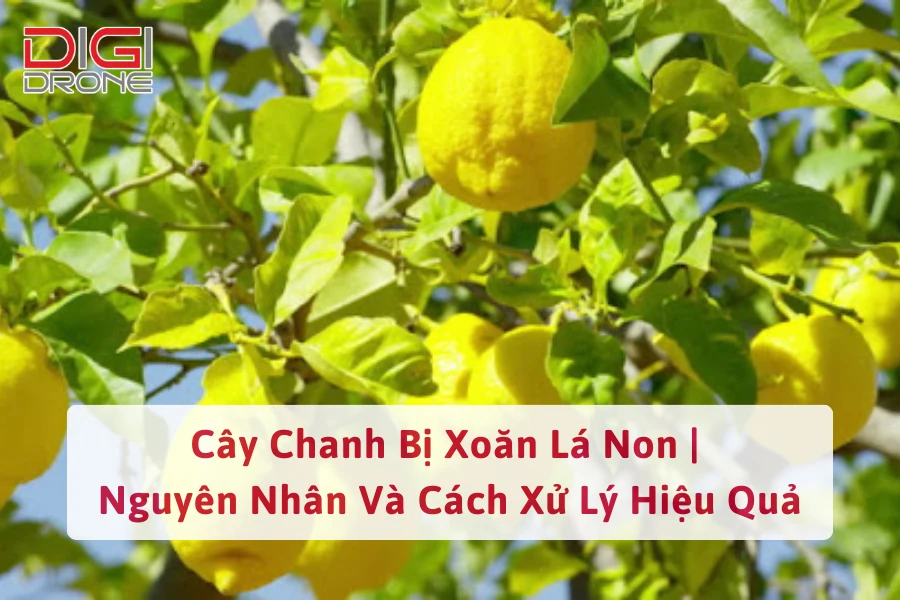 Cây Chanh Bị Xoăn Lá Non | Nguyên Nhân Và Cách Xử Lý Hiệu Quả