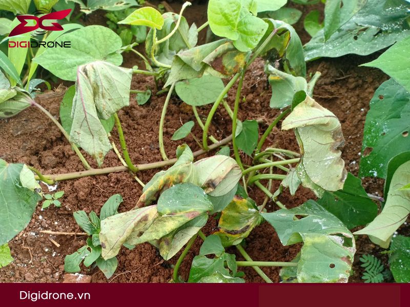 Sâu bệnh hại khoai lang: Nguyên nhân & biện pháp phòng trừ