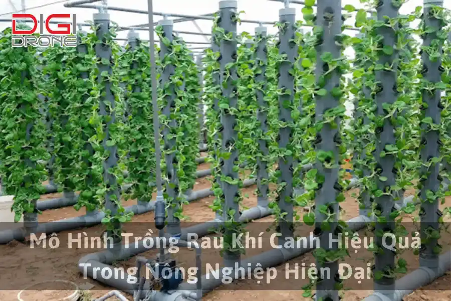 Mô Hình Trồng Rau Khí Canh Hiệu Quả Trong Nông Nghiệp Hiện Đại