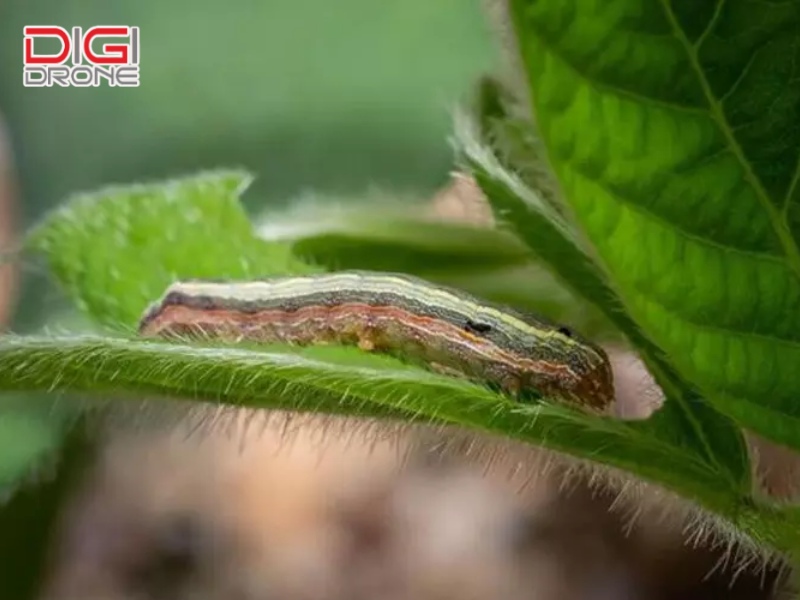 Tác hại của sâu xám đối với cây trồng