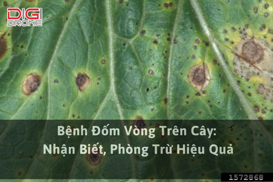 Bệnh Đốm Vòng Trên Cây: Nhận Biết, Phòng Trừ Hiệu Quả