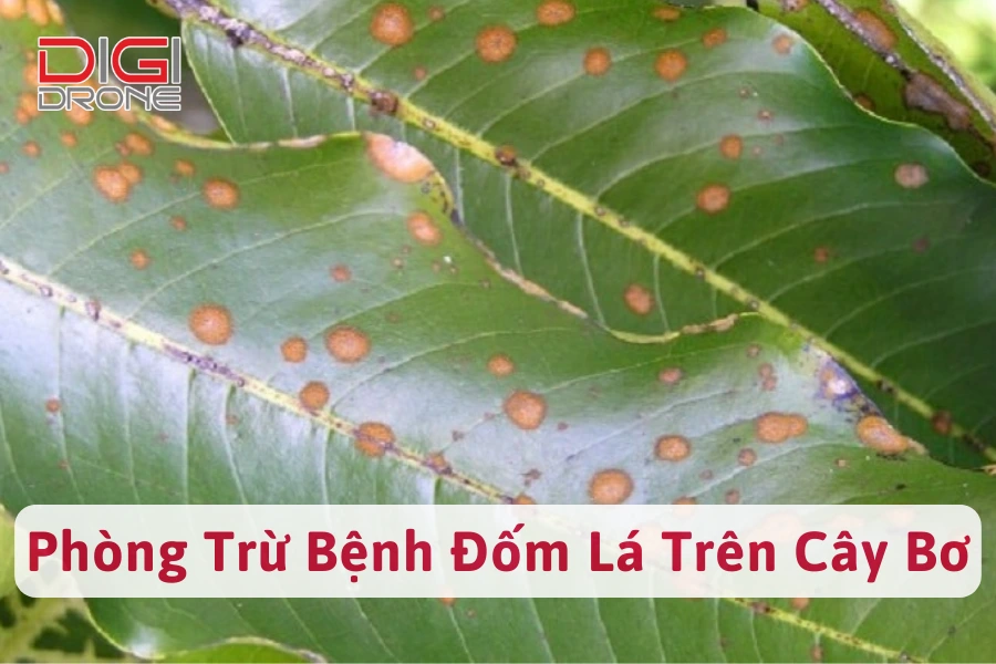 Bệnh Đốm Lá Trên Cây Bơ | Nguyên Nhân Và Cách Phòng Trừ