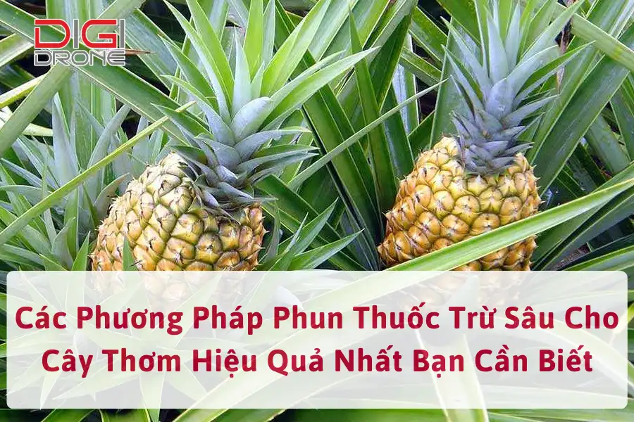 Các Phương Pháp Phun Thuốc Trừ Sâu Cho Cây Thơm Hiệu Quả Nhất Bạn Cần Biết