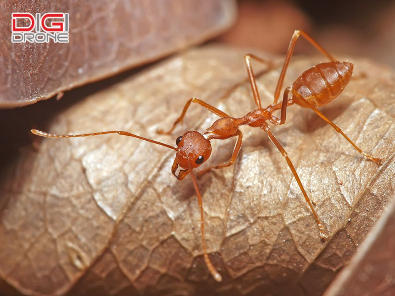 Kiến vàng trong nông nghiệp
