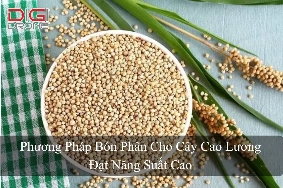 Phương Pháp Bón Phân Cho Cây Cao Lương Đạt Năng Suất Cao