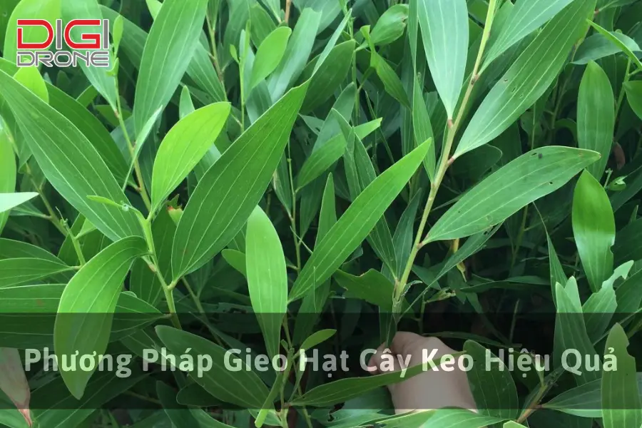 Phương Pháp Gieo Hạt Cây Keo Hiệu Quả