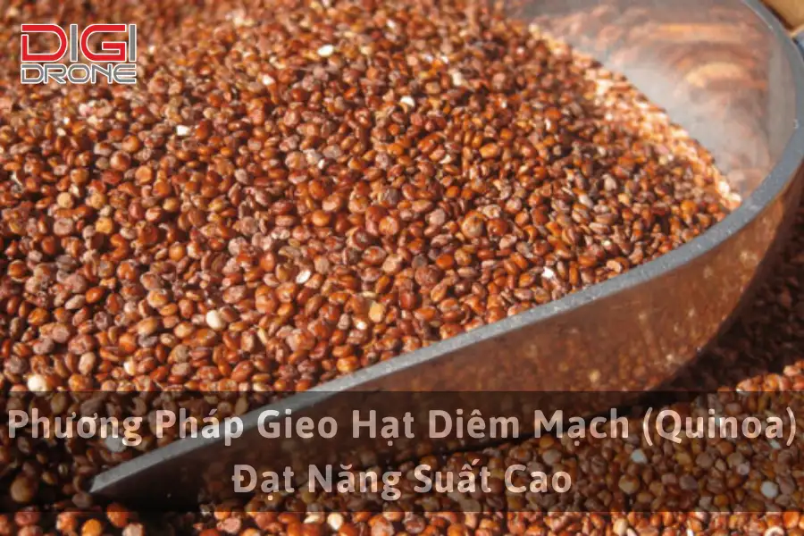 Phương Pháp Gieo Hạt Diêm Mạch (Quinoa) Đạt Năng Suất Cao