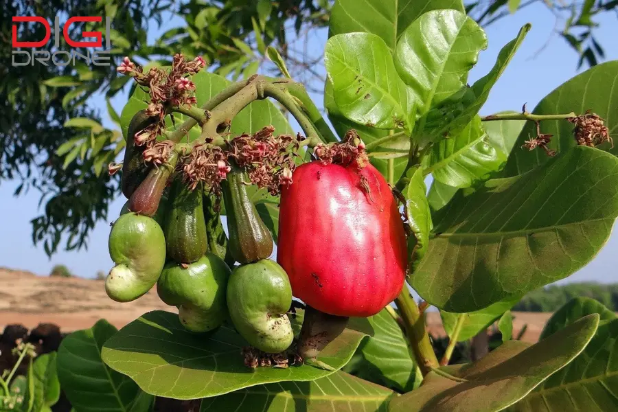 phun thuốc cho cây điều