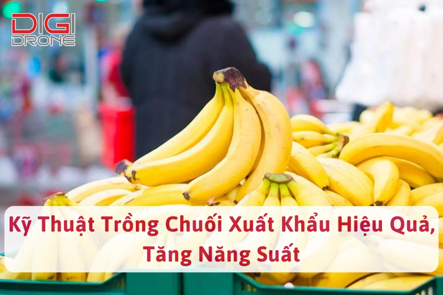 Kỹ Thuật Trồng Chuối Xuất Khẩu Hiệu Quả, Tăng Năng Suất