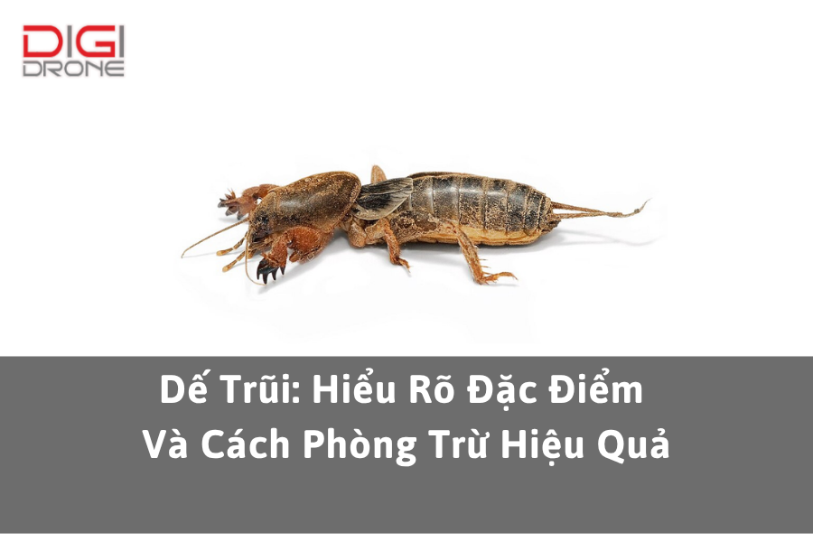 Dế Trũi: Hiểu Rõ Đặc Điểm Và Cách Phòng Trừ Hiệu Quả