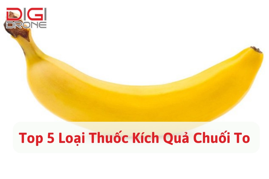 Top 5 Loại Thuốc Kích Quả Chuối To An Toàn, Hiệu Quả