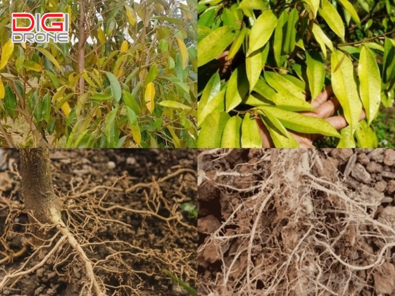 Nguyên nhân và dấu hiệu nhận biết vàng lá thối rễ