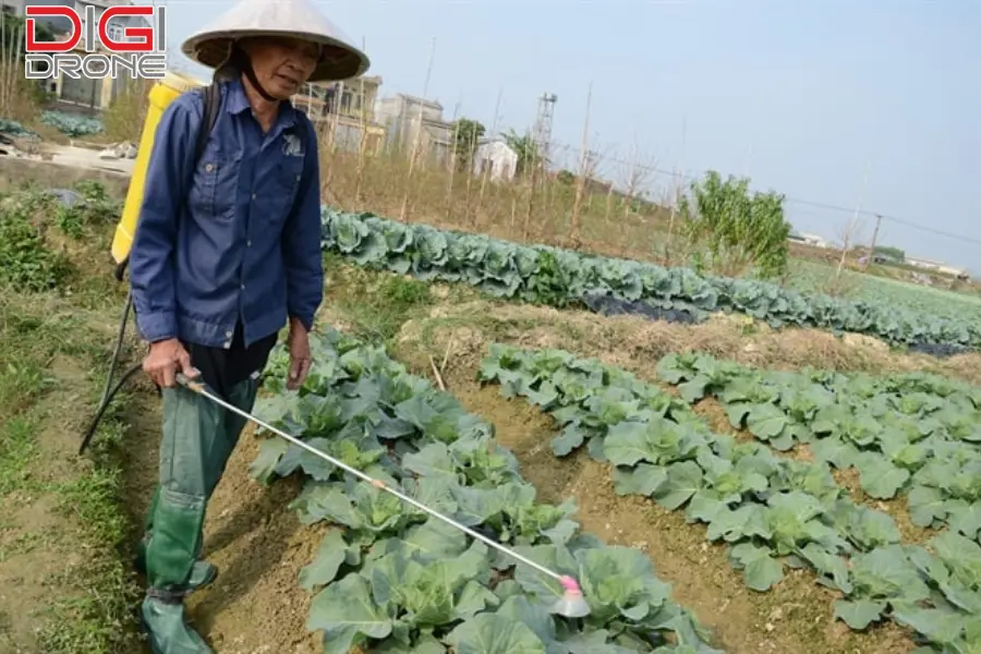 phương pháp phun thuốc trừ sâu cho cây chè