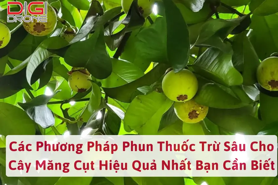 Các Phương Pháp Phun Thuốc Trừ Sâu Cho Cây Măng Cụt Hiệu Quả Nhất Bạn Cần Biết