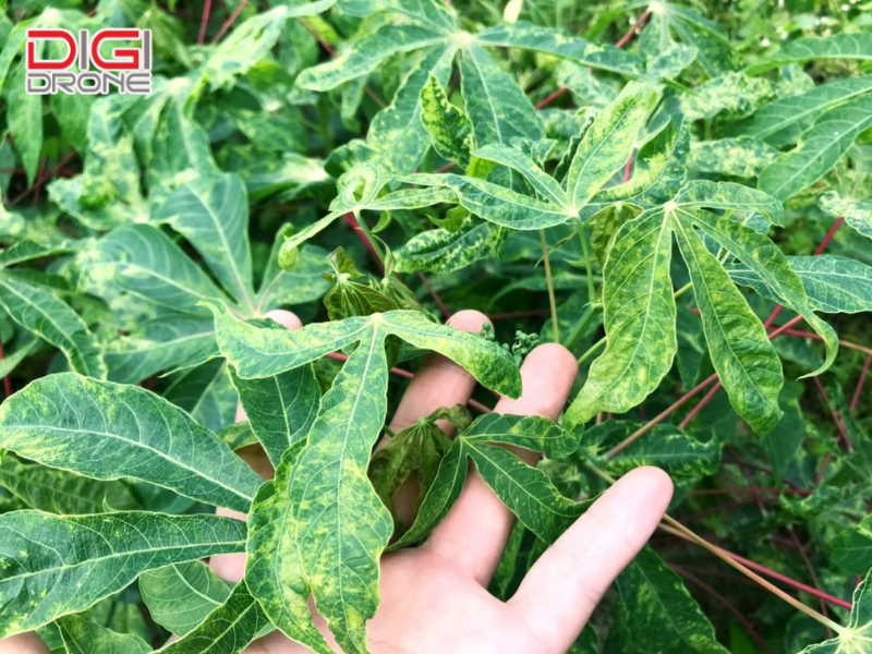 Biện pháp phòng ngừa và điều trị bệnh khảm lá