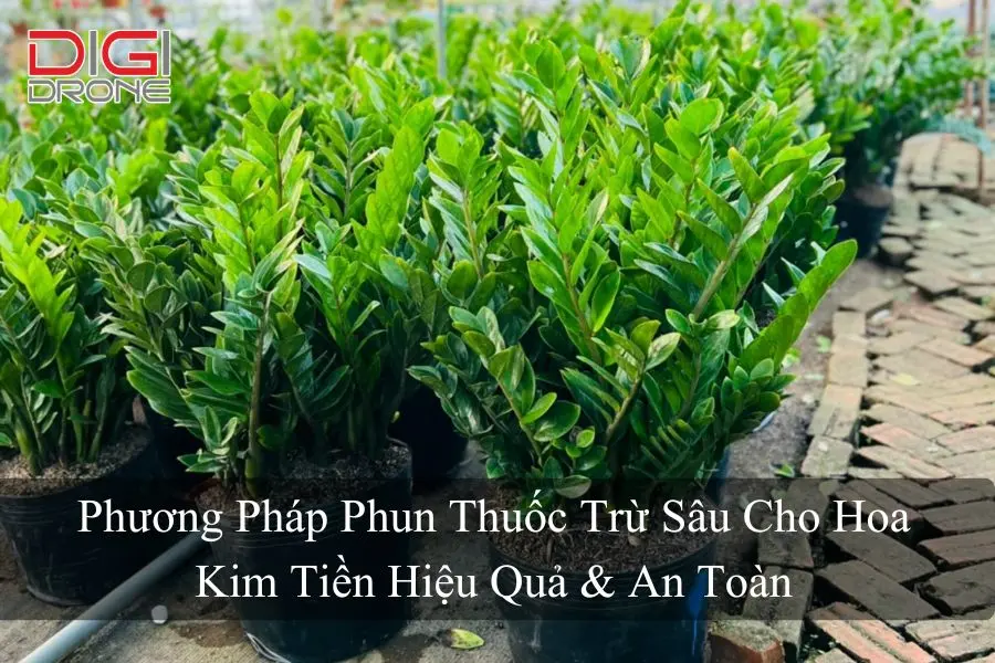 Phương Pháp Phun Thuốc Trừ Sâu Cho Hoa Kim Tiền Hiệu Quả & An Toàn