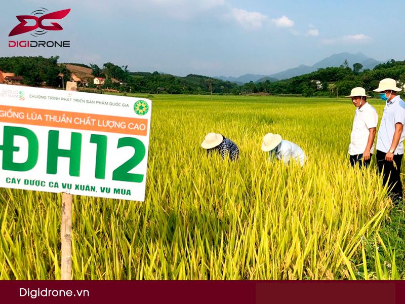 Giống lúa ĐH12 có những đặc tính nổi trội gì?