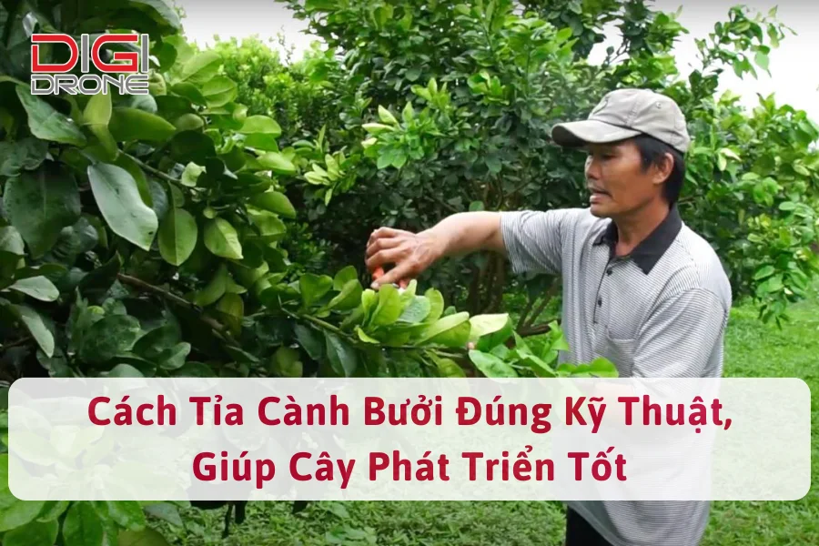 Cách Tỉa Cành Bưởi Đúng Kỹ Thuật, Giúp Cây Phát Triển Tốt