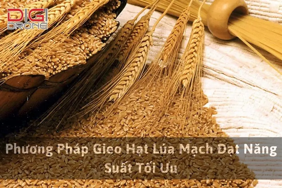 Phương Pháp Gieo Hạt Lúa Mạch Đạt Năng Suất Tối Ưu