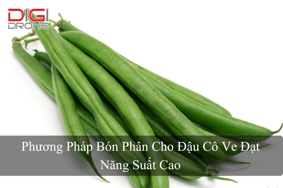 Phương Pháp Bón Phân Cho Đậu Cô Ve Đạt Năng Suất Cao