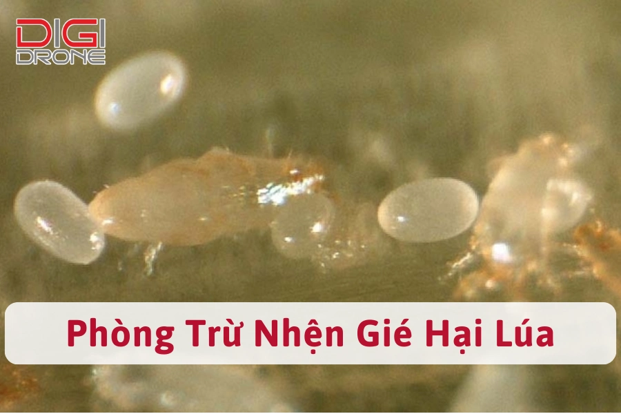 Cách Phòng Trừ Nhện Gié Hại Lúa Triệt Để, Nhanh Chóng