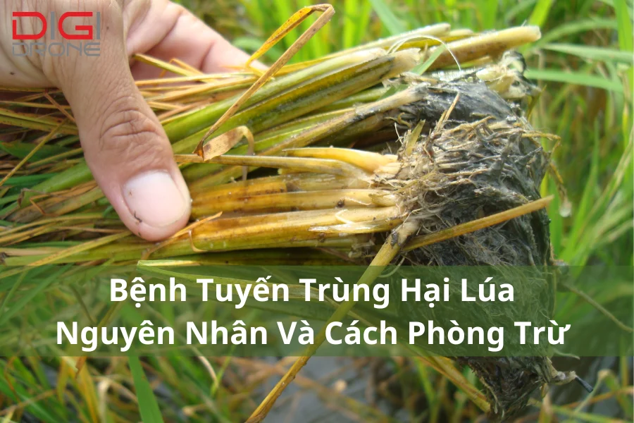 Bệnh Tuyến Trùng Hại Lúa | Nguyên Nhân Và Cách Phòng Trừ