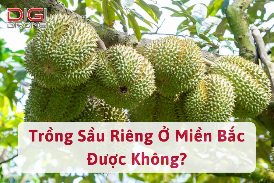 [Giải Đáp Thắc Mắc] Trồng Sầu Riêng Ở Miền Bắc Được Không?