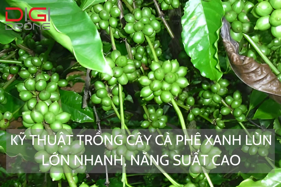 Kỹ Thuật Trồng Cây Cà Phê Xanh Lùn Lớn Nhanh, Năng Suất Cao