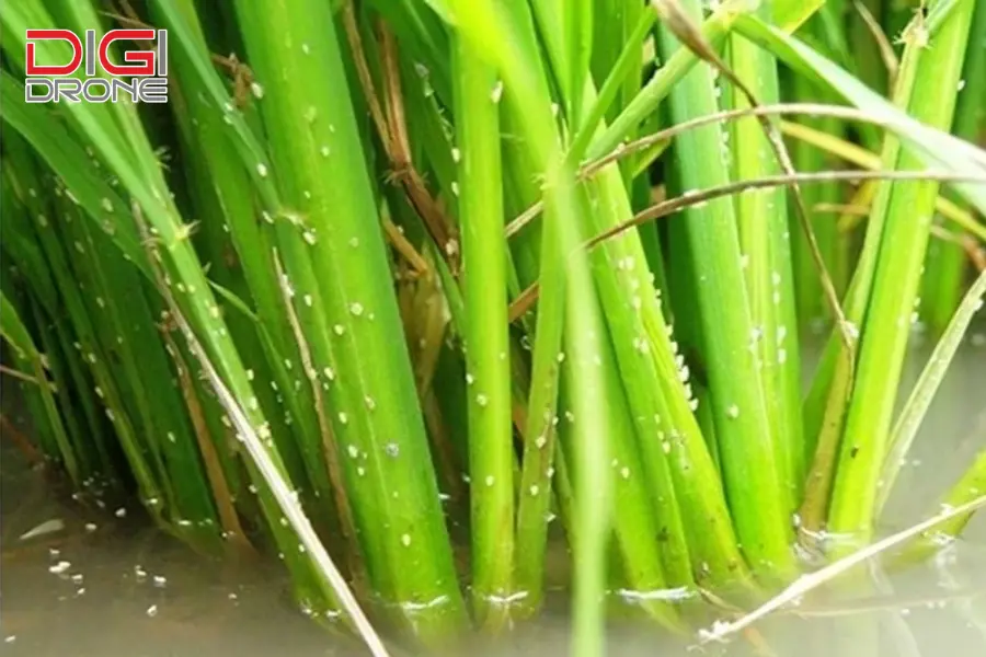 nhện gié nhện gié