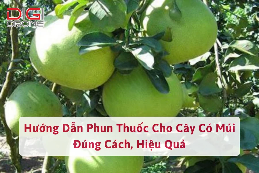 Hướng Dẫn Phun Thuốc Cho Cây Có Múi Đúng Cách, Hiệu Quả