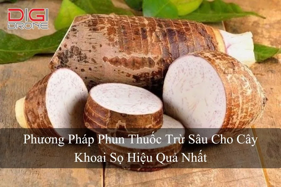 Phương Pháp Phun Thuốc Trừ Sâu Cho Cây Khoai Sọ Hiệu Quả Nhất