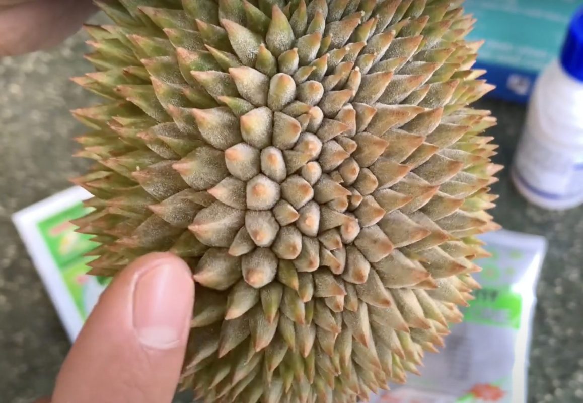 Bệnh phấn trắng sầu riêng & biện pháp phòng ngừa