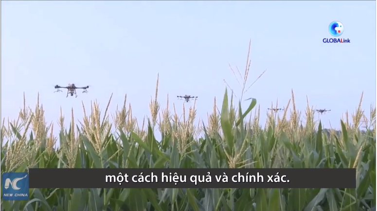 Đội quân drone thụ phấn trên cánh đồng ngô