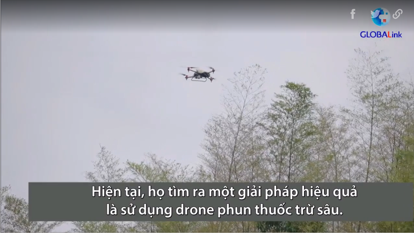 Đội quân drone diệt châu chấu bảo vệ rừng tre